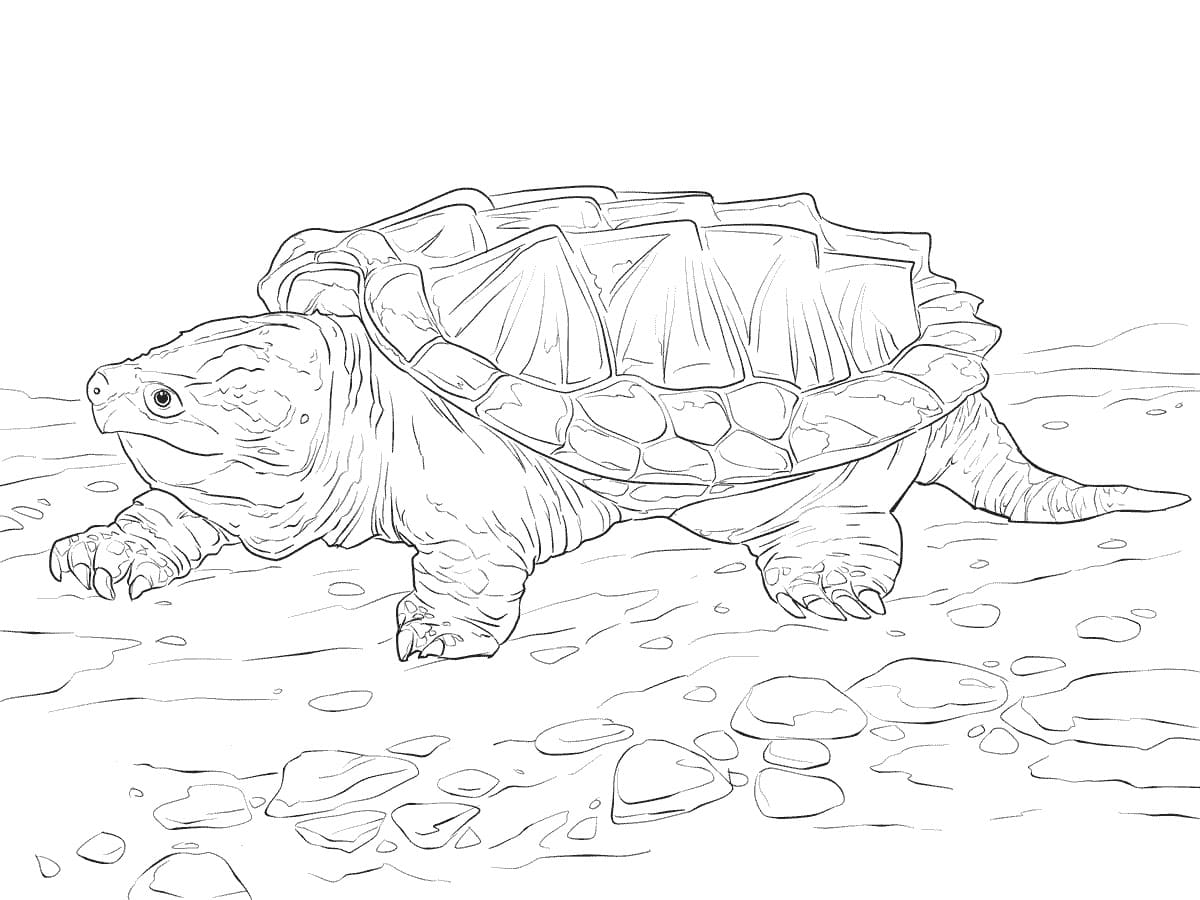 Alligator Snapping Turtle