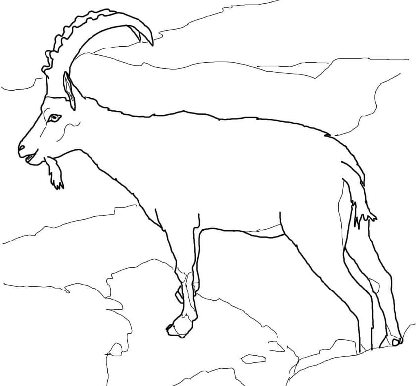 printable ibex coloring page Funny ibex coloring page