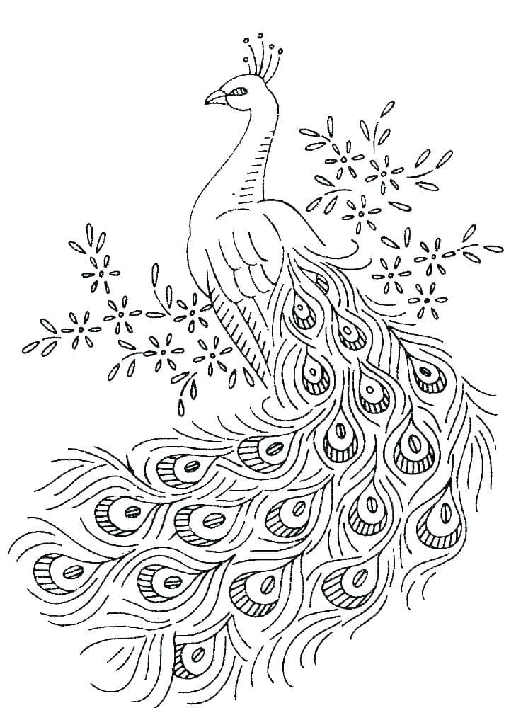 Free Printable Peacock Lapbook