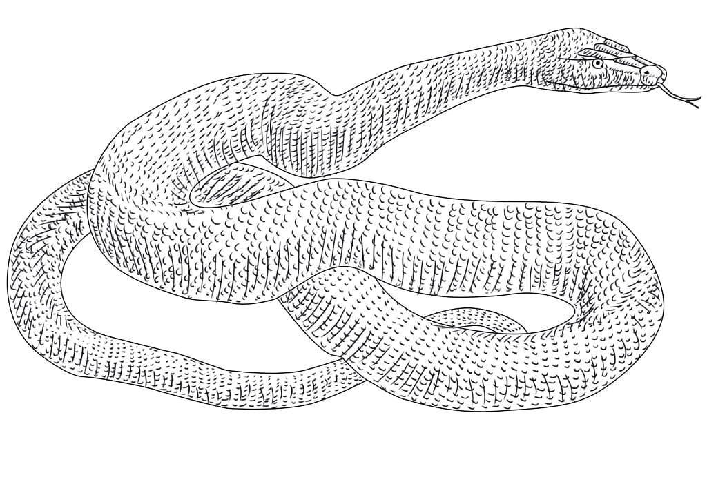 a-green-anaconda-coloring-page-free-printable-coloring-pages-for-kids