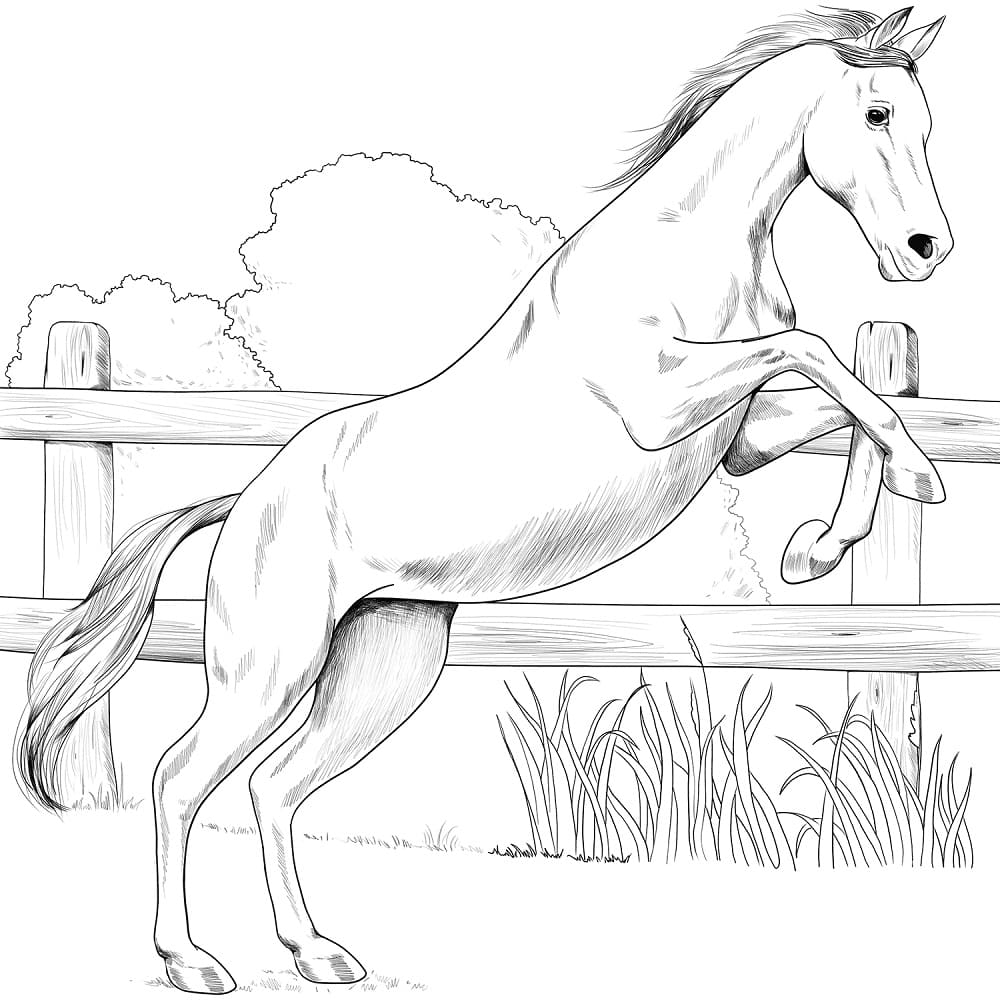 Anglo Arabian Horse