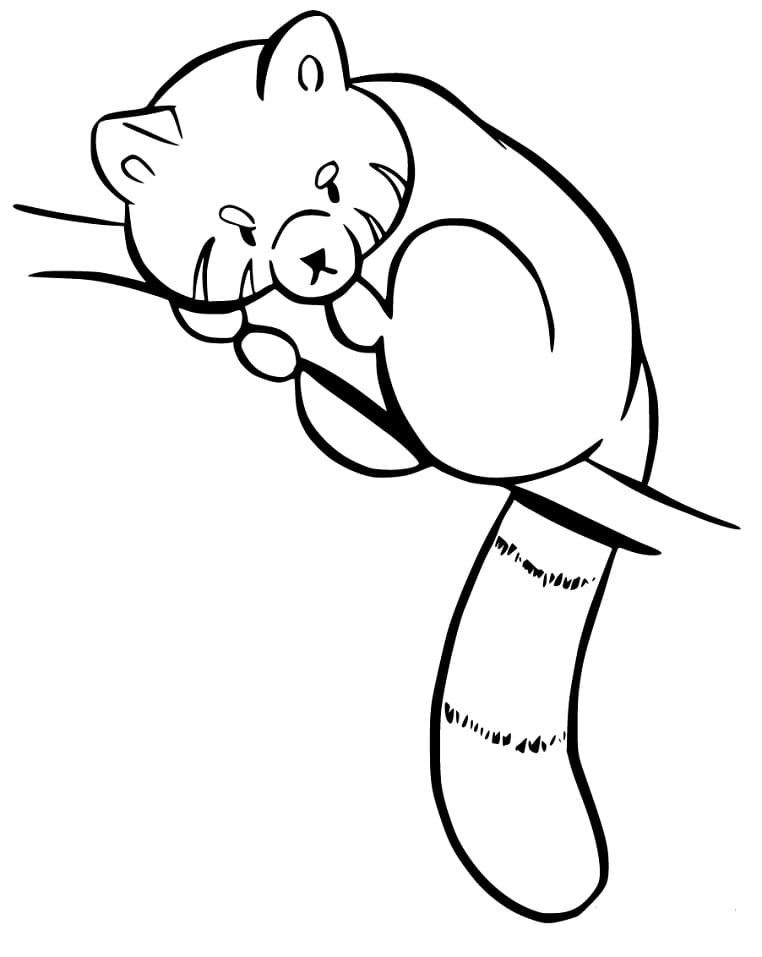 Red Panda 4 Coloring Page - Free Printable Coloring Pages for Kids