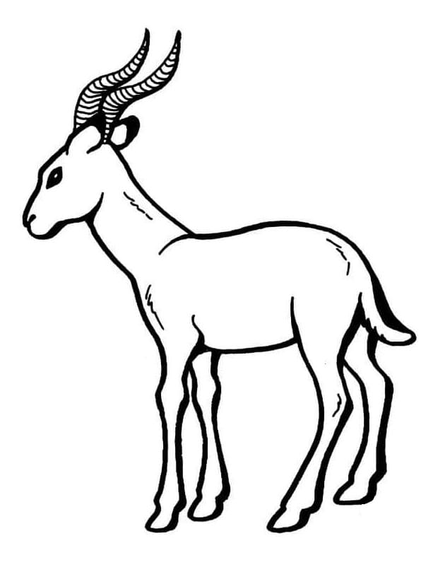 Antelope 1 Coloring Page - Free Printable Coloring Pages for Kids
