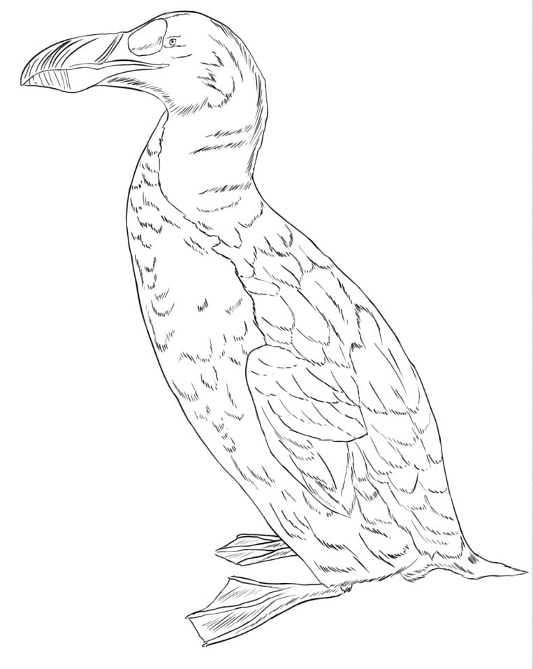 A Cute Auk Coloring Page - Free Printable Coloring Pages for Kids