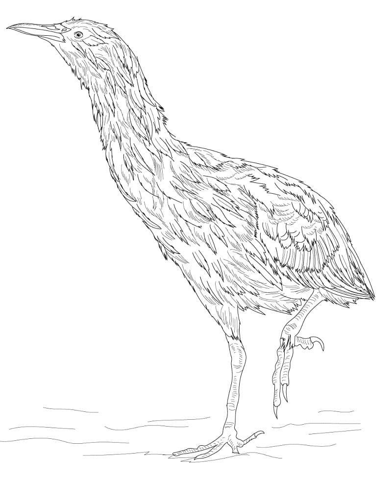 Normal Bittern Coloring Page - Free Printable Coloring Pages for Kids