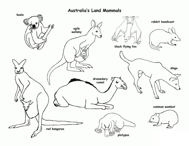 10 Australian Animal Coloring Pages for Creative Kids