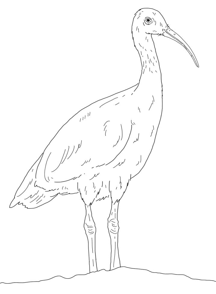 Hadada Ibis Coloring Page - Free Printable Coloring Pages for Kids