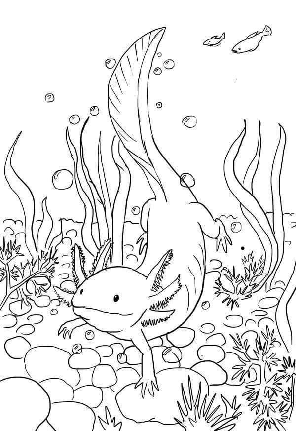 Axolotl Schwimmen