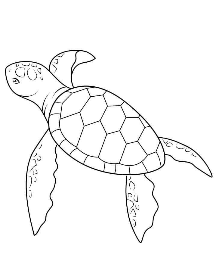 baby sea turtle coloring page  free printable coloring