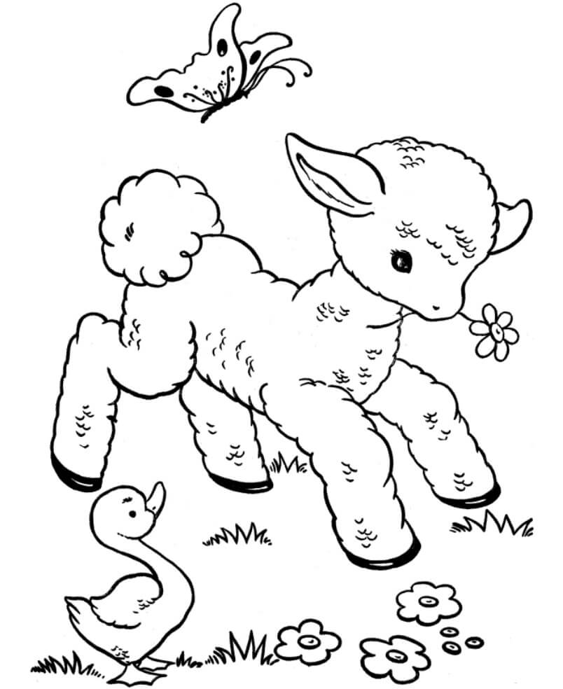free printable coloring pages baby farm animals