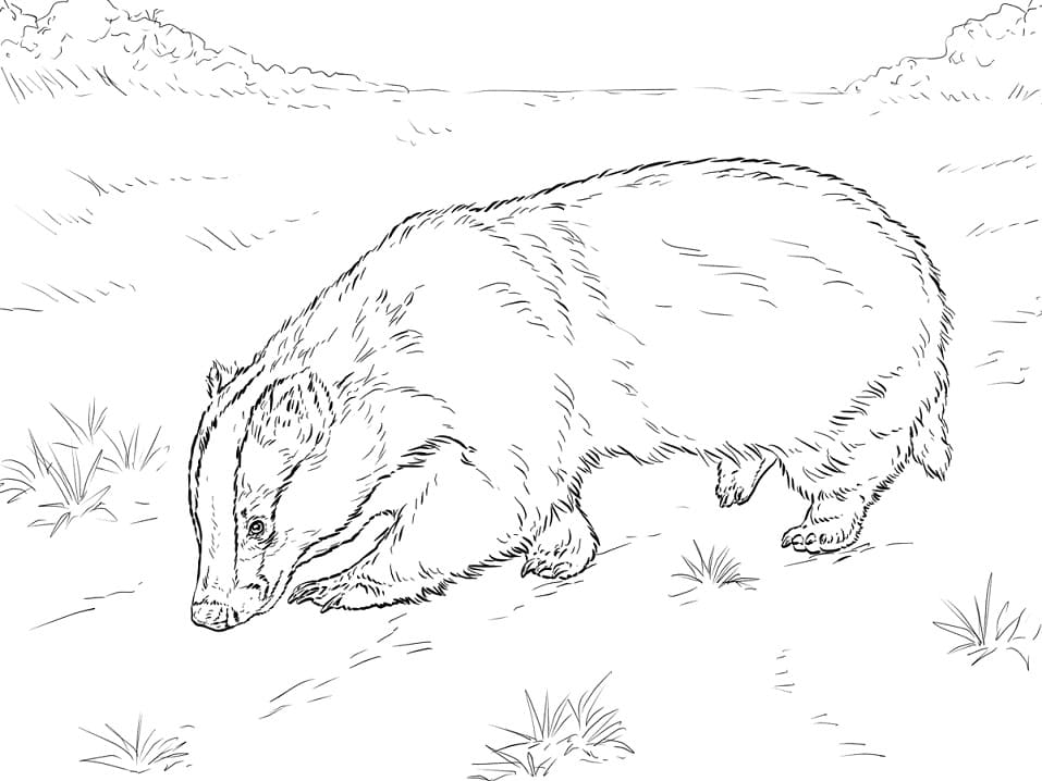 A Badger Coloring Page Free Printable Coloring Pages For Kids