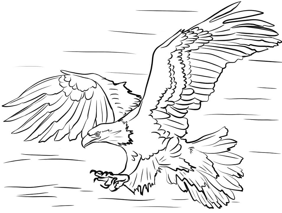 Bald Eagle Head Coloring Page - Free Printable Coloring Pages for Kids