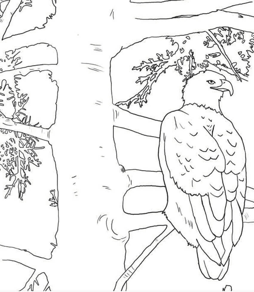 Bald Eagle 2 Coloring Page Free Printable Coloring Pages For Kids