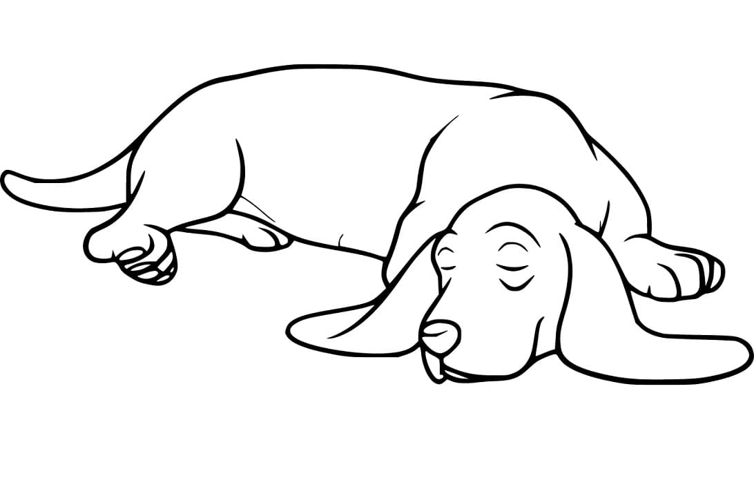 Lovely Basset Hound Coloring Page - Free Printable Coloring Pages for Kids