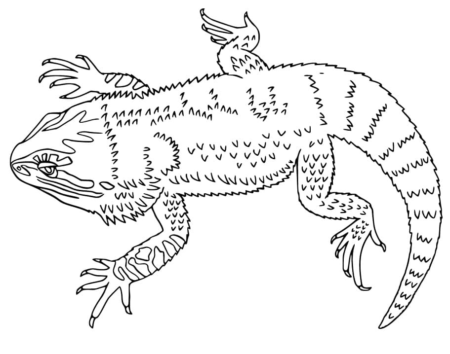 Bearded Dragon Coloring Pages - Free Printable Coloring Pages for Kids