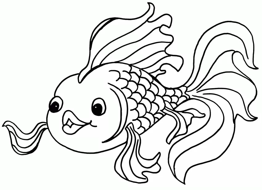 Beautiful Goldfish