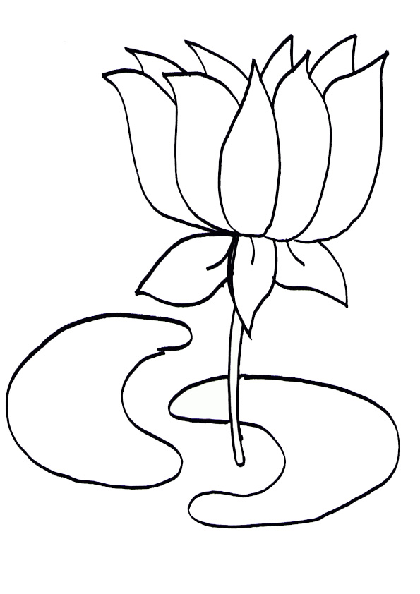 Pencil Sketch Painting of Lotus Flower, Handmade, Framed, 12.5 x 17 Inches  | Indi Handicrafts