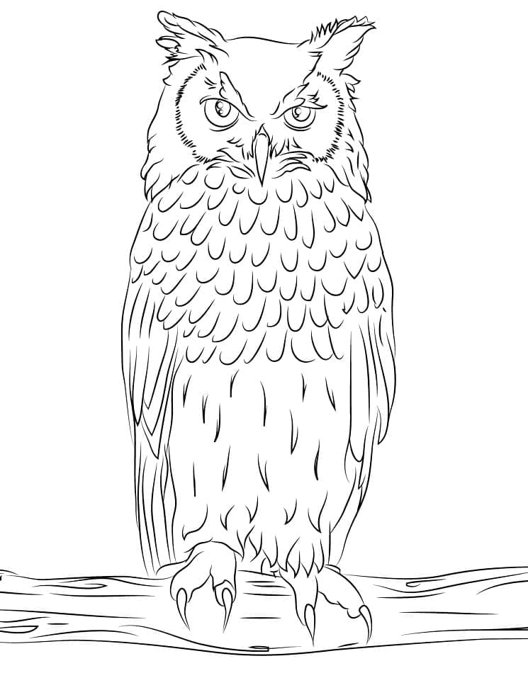 screech owl coloring pages