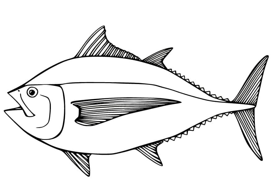 Big Albacore Tuna