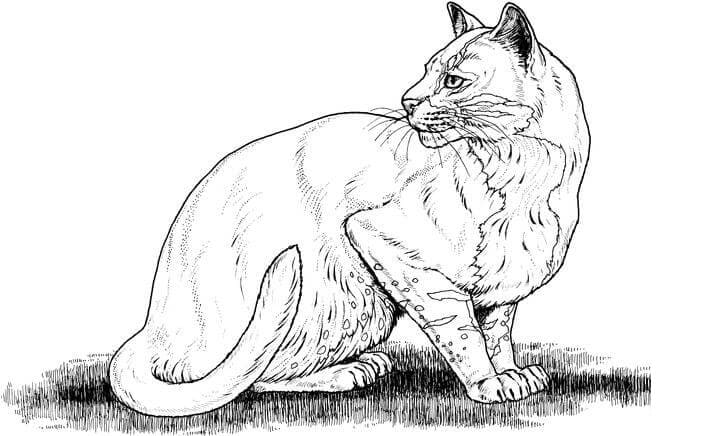 Big Cat Coloring Page.