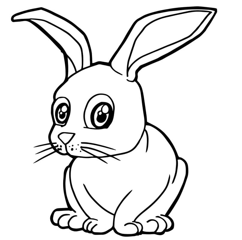 Big-Eyed Rabbit