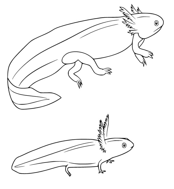 Großer und kleiner Axolotl