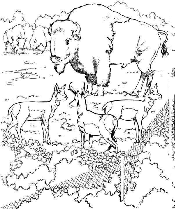 Bisons and Pronghorns in a Zoo Coloring Page - Free Printable Coloring  Pages for Kids