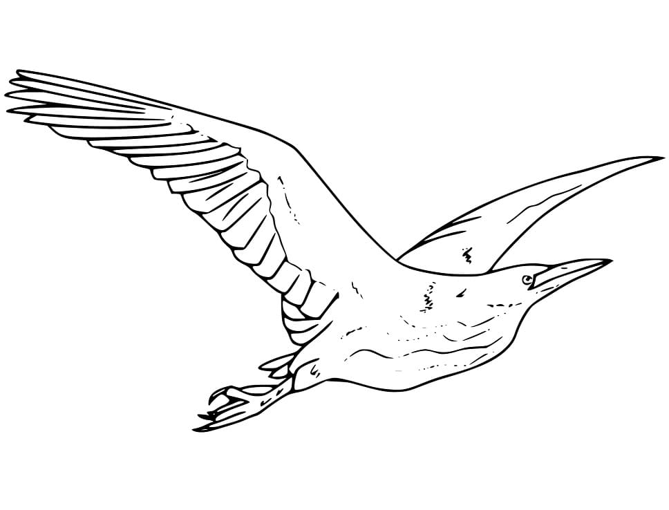 Bittern Flying Coloring Page - Free Printable Coloring Pages for Kids
