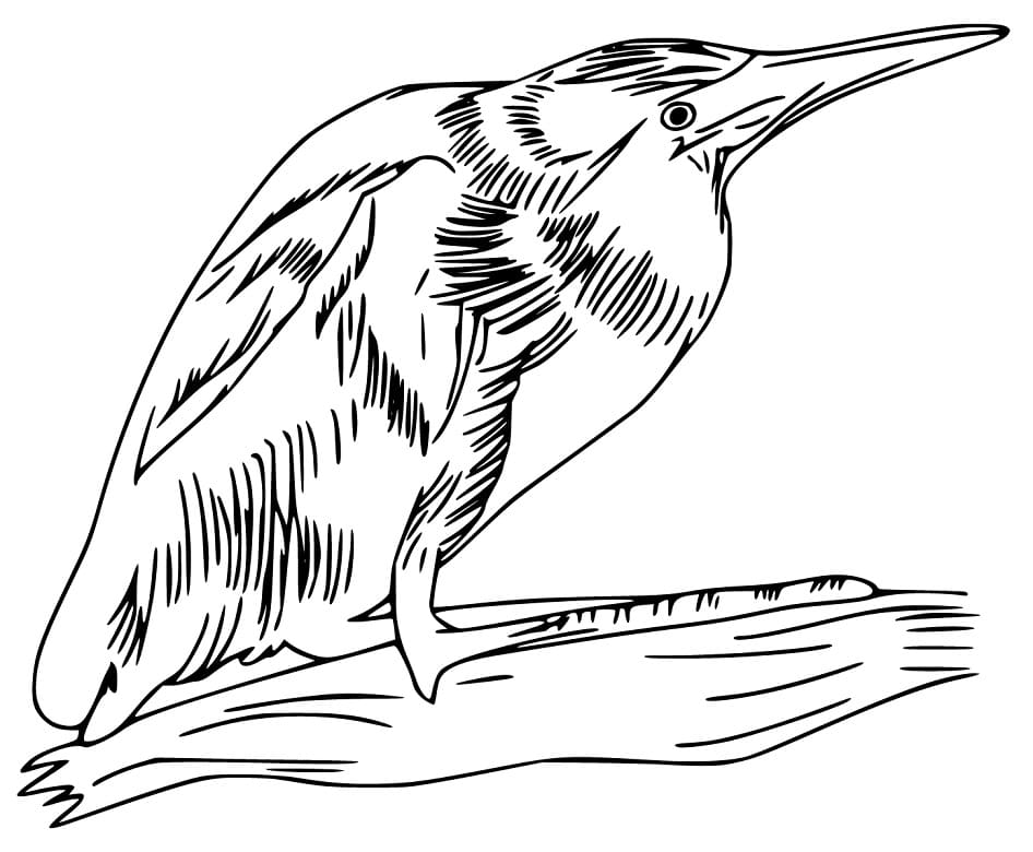 American Bittern Coloring Page - Free Printable Coloring Pages for Kids
