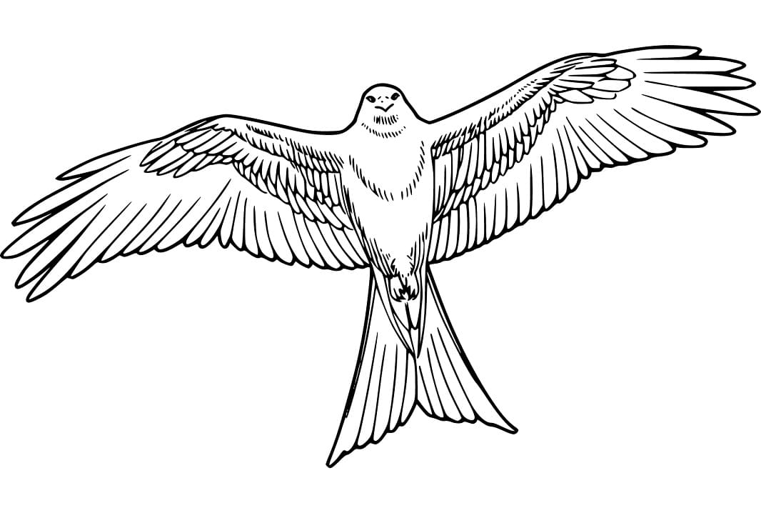 Red Kite Bird of Prey Wildlife Art Wings Spread Limited - Etsy