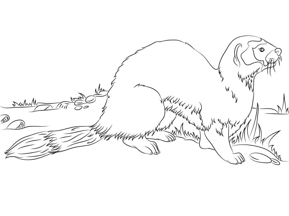 Black-footed-Ferret