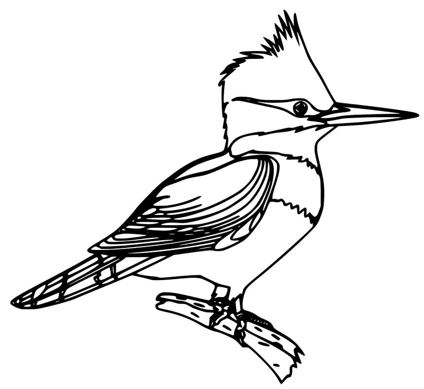 blue-jay-coloring-pages-free-printable-coloring-pages-for-kids