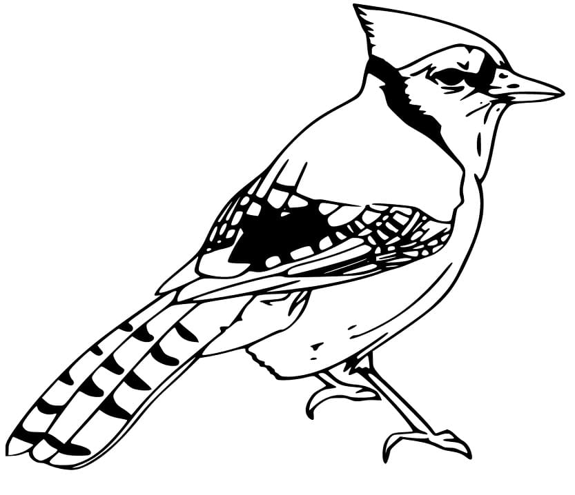 Blue Jay Coloring Page - Art Starts