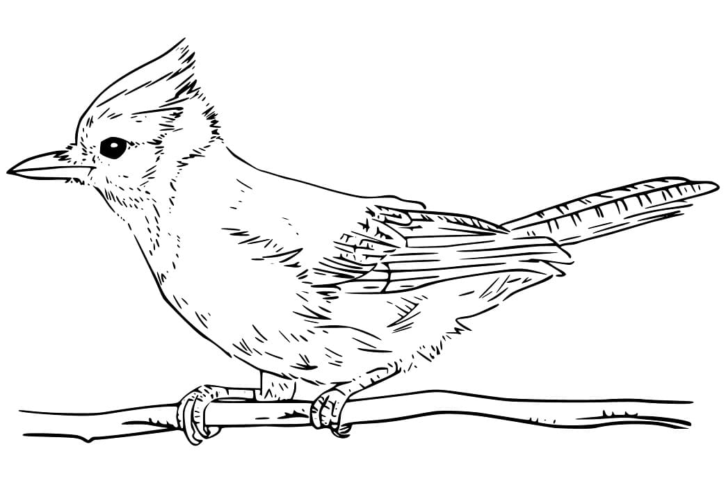 Little Blue Jay Coloring Page - Free Printable Coloring Pages for Kids