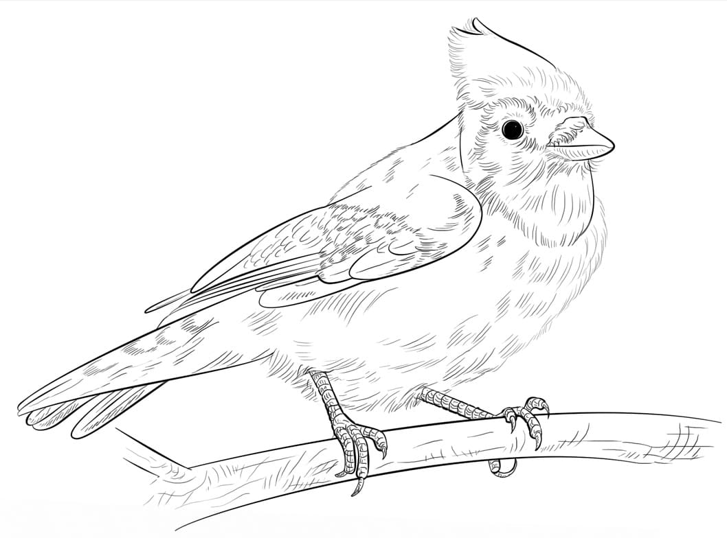 Little Blue Jay Coloring Page - Free Printable Coloring Pages for Kids