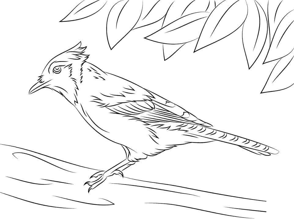 Simple Blue Jay on the Branch Coloring Page - ColoringAll