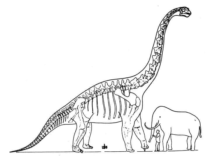 Brachiosaurus Body