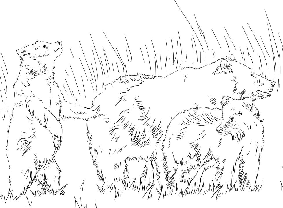 Brown Bears Coloring Page - Free Printable Coloring Pages for Kids