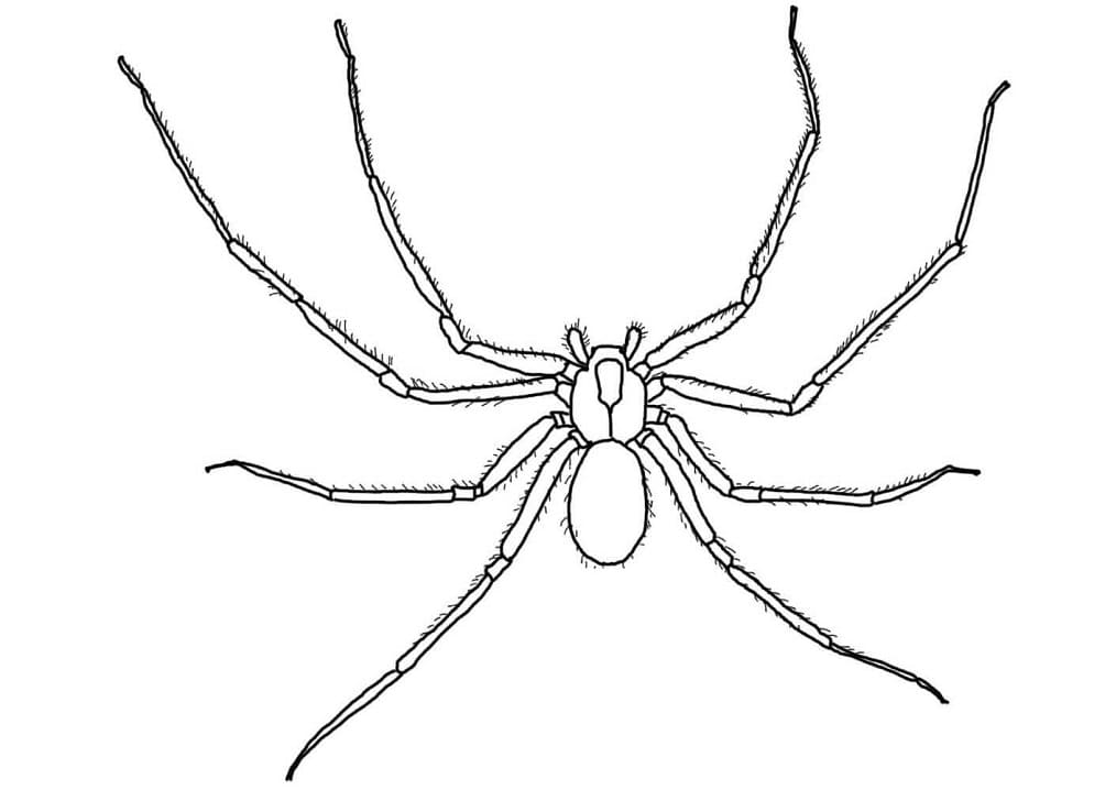 brown-recluse-spider-coloring-page-free-printable-coloring-pages-for-kids