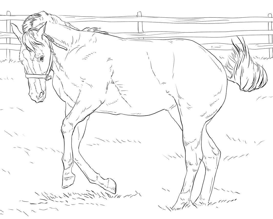 Bucking Horse 1