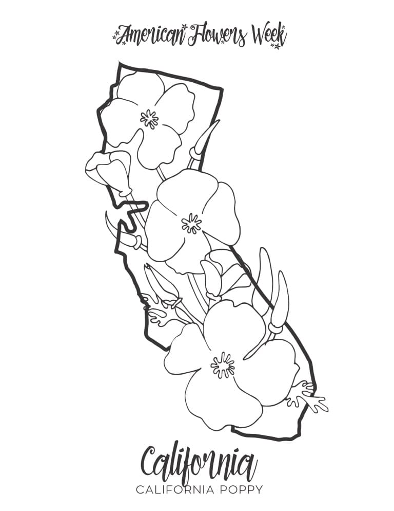 California Poppy State Flower