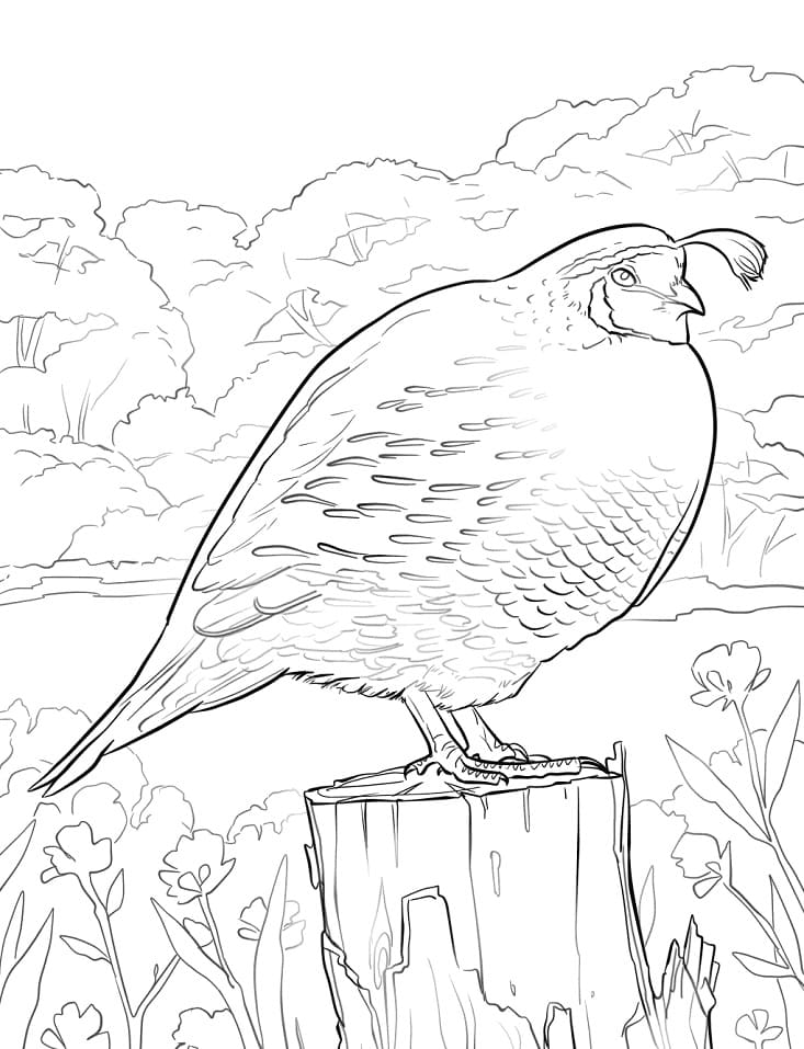 California Quail Picture For Coloring