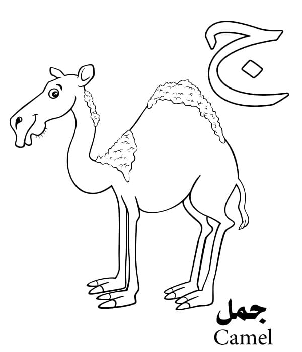 Camel Arabic Alphabet