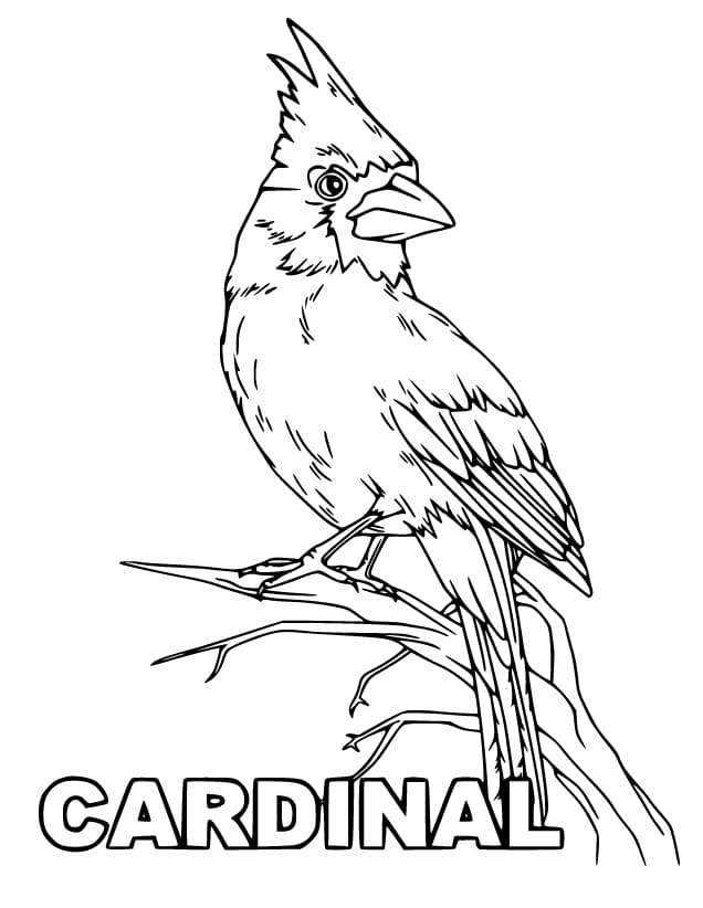Cardinal Bird Printable