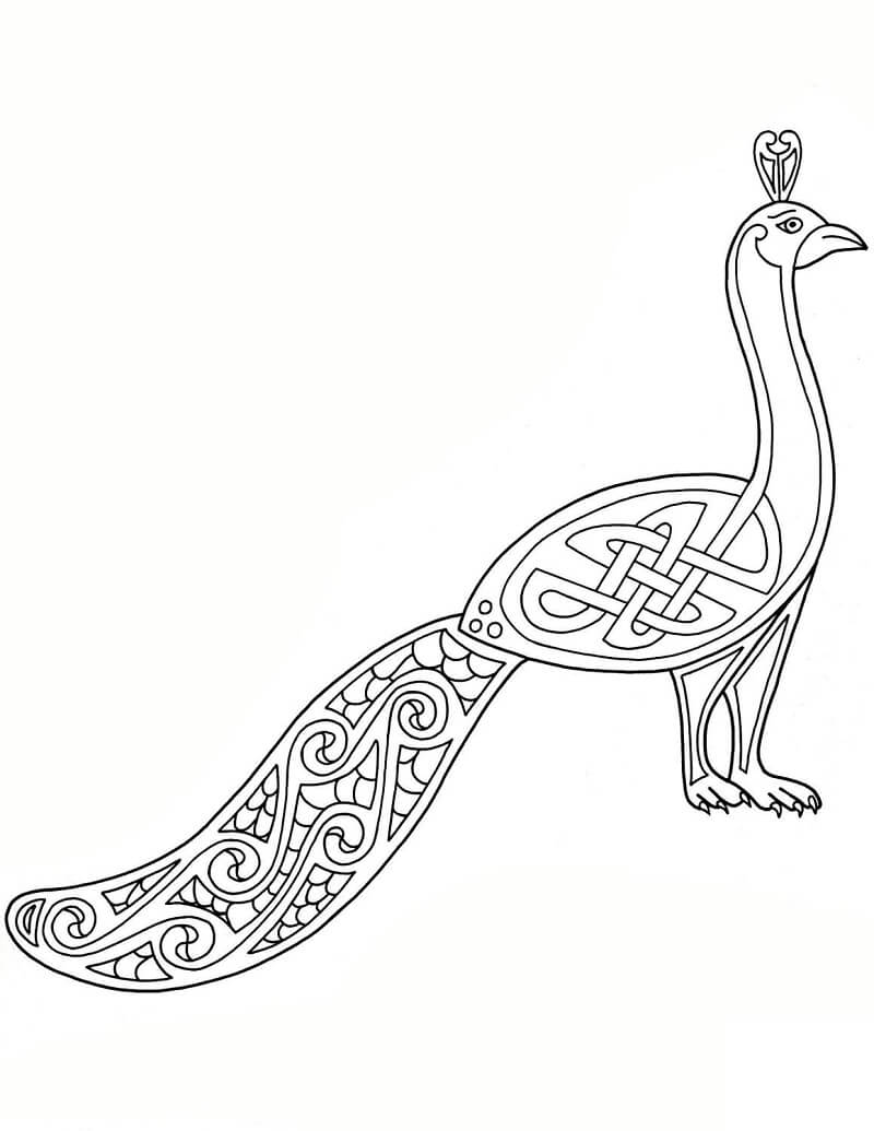 Celtic Peacock Design - Coloring Pages