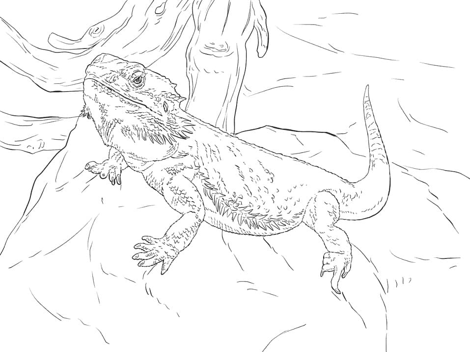 60 Free Coloring Pages Bearded Dragon  HD
