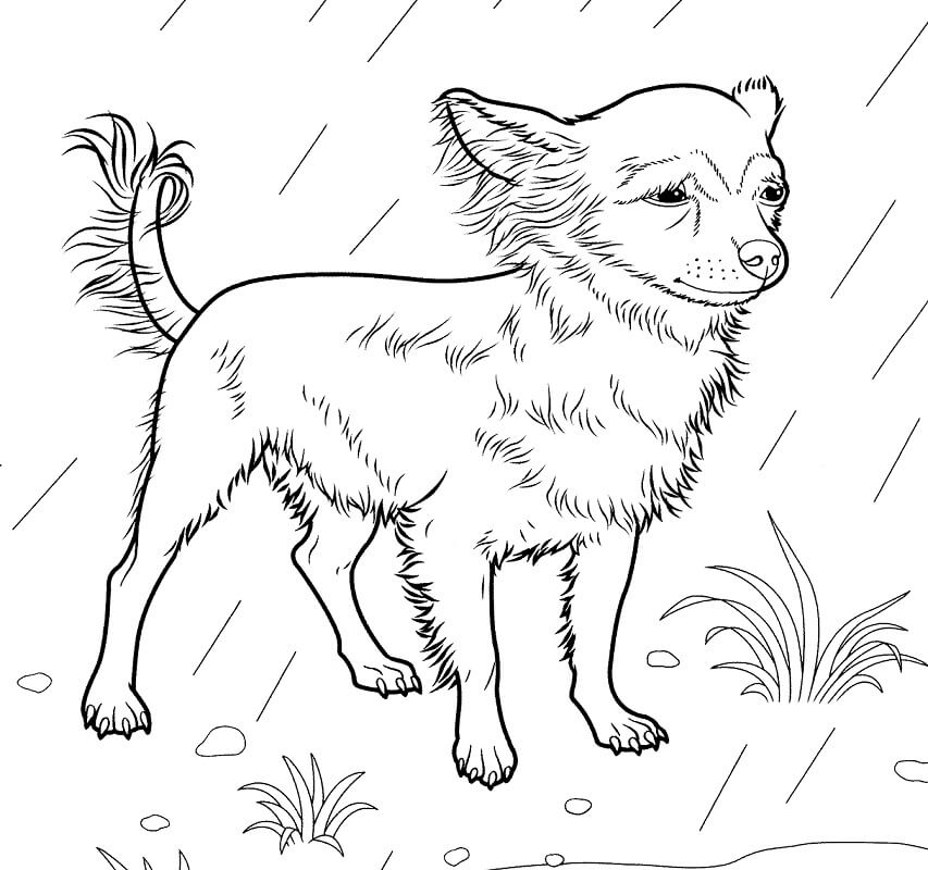Chihuahua in Rain