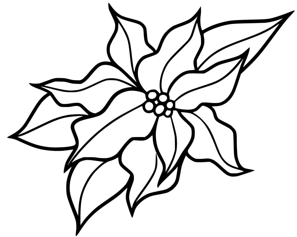 Christmas Flower Poinsettia