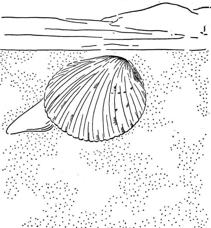 Normal Clam Shell Coloring Page - Free Printable Coloring Pages for Kids