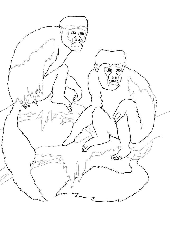 Colobus Monkeys